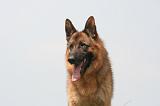 BERGER ALLEMAND 1472